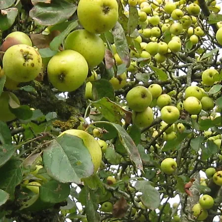 בית נופש In Near Mont Saint Michel Céaucé