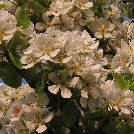 In Near Mont Saint Michel Céaucé
