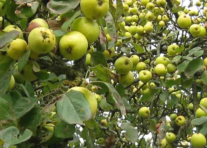 Ferienhaus In Near Mont Saint Michel Céaucé