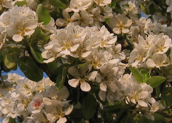 In Near Mont Saint Michel Céaucé